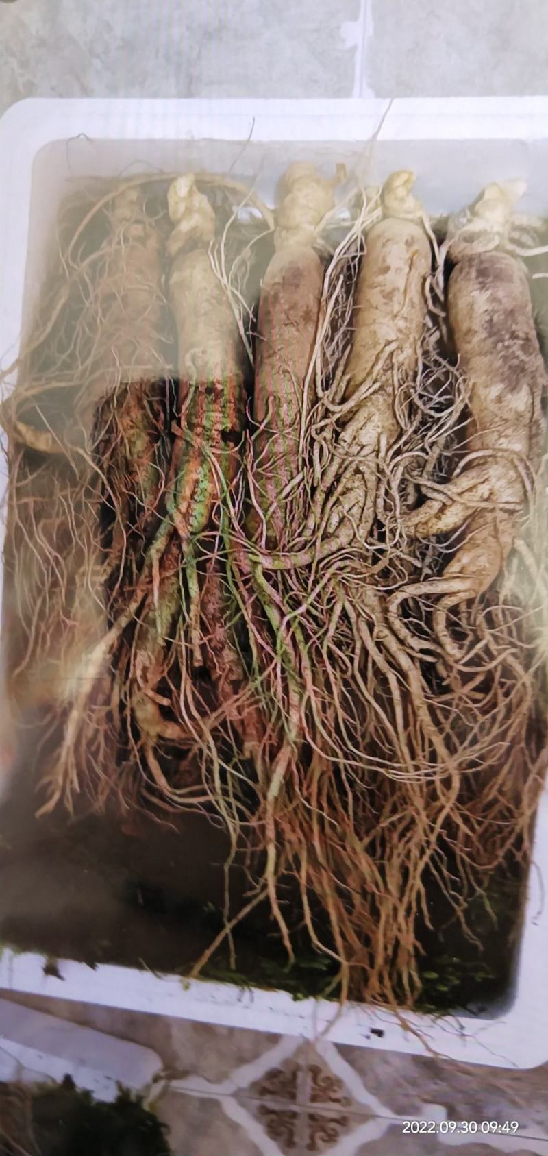 十一特惠鲜参自家起货