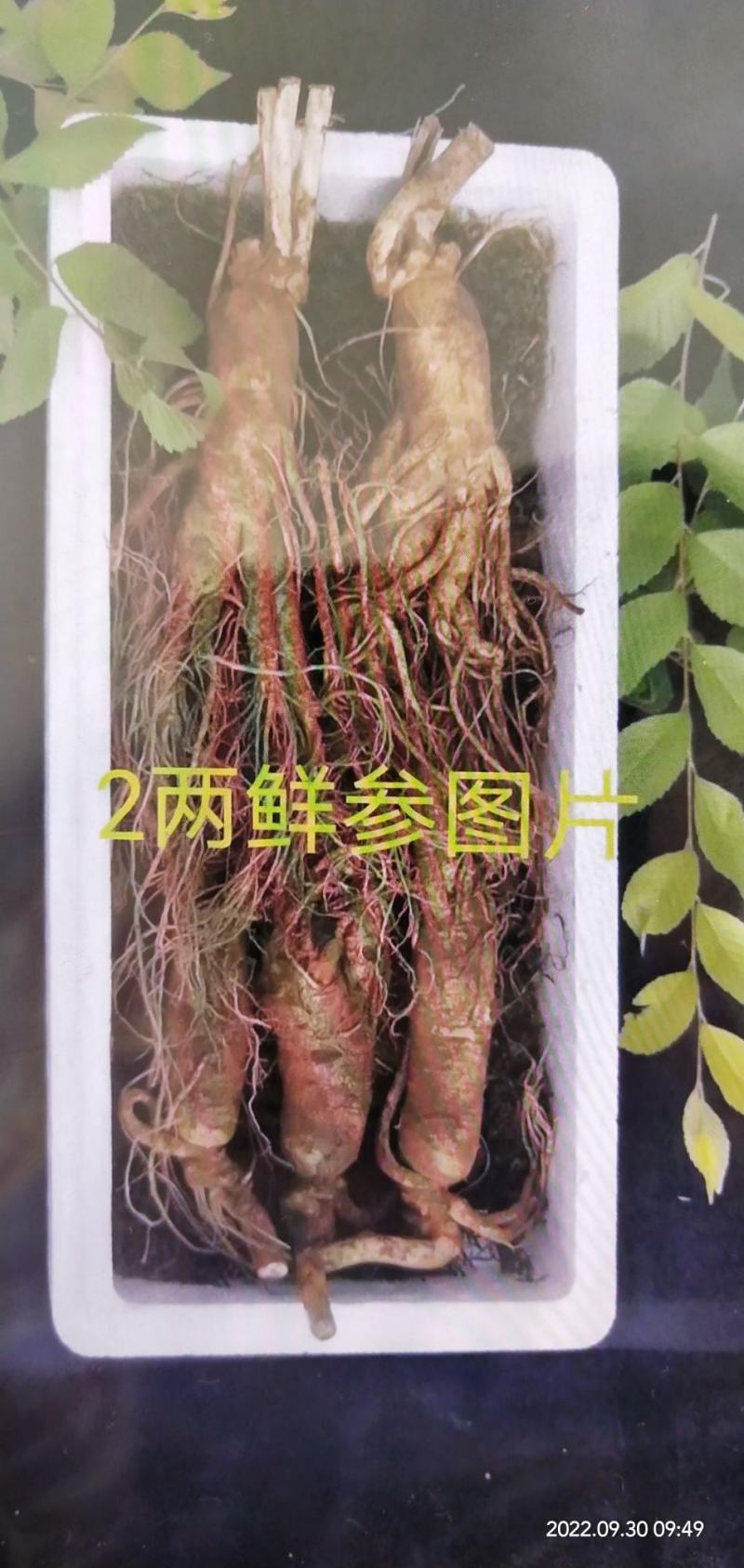十一特惠鲜参自家起货