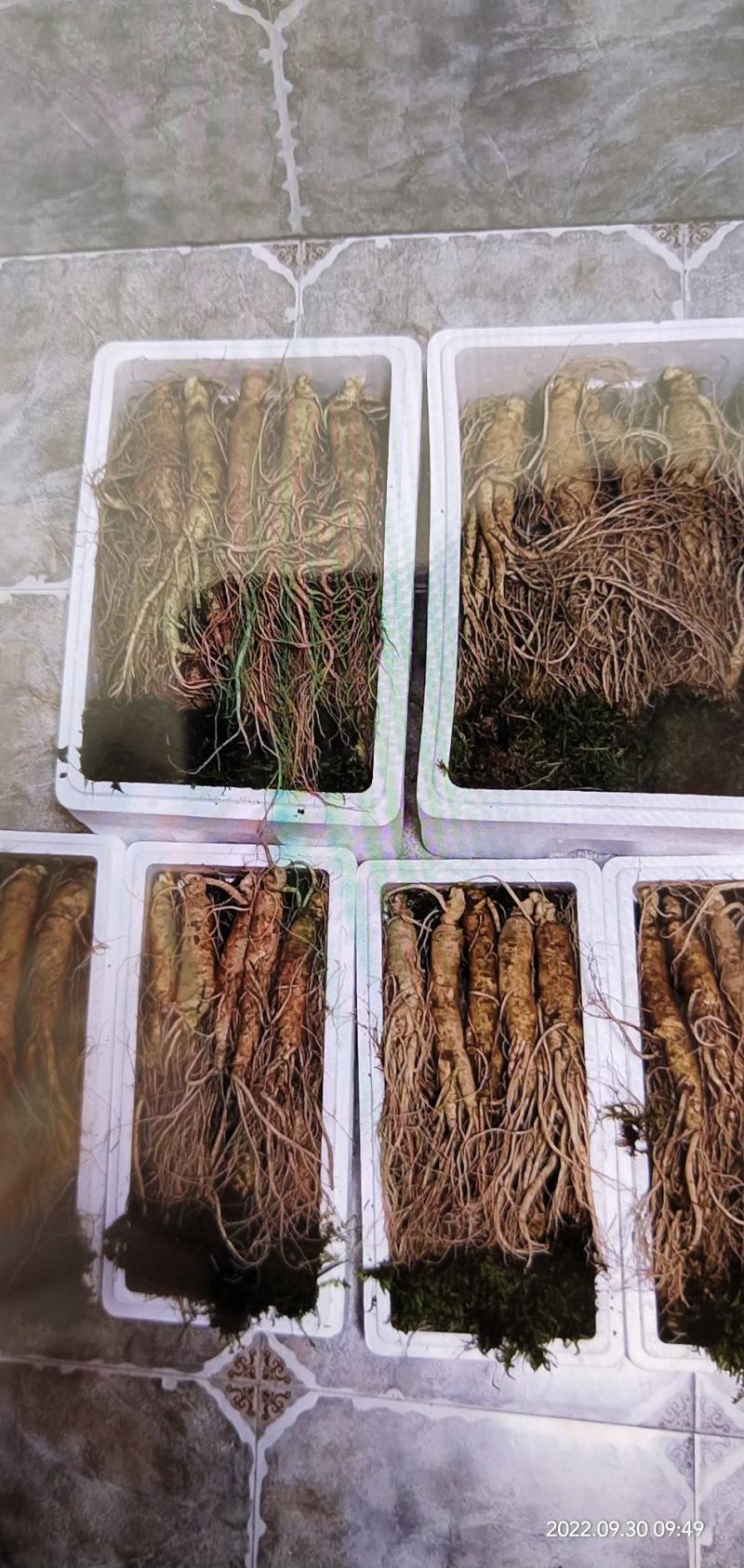 十一特惠鲜参自家起货