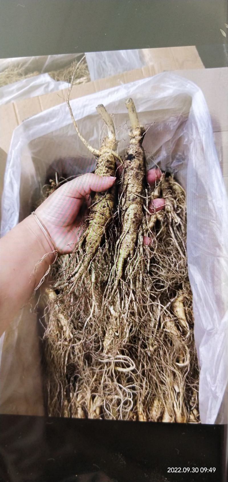 十一特惠鲜参自家起货