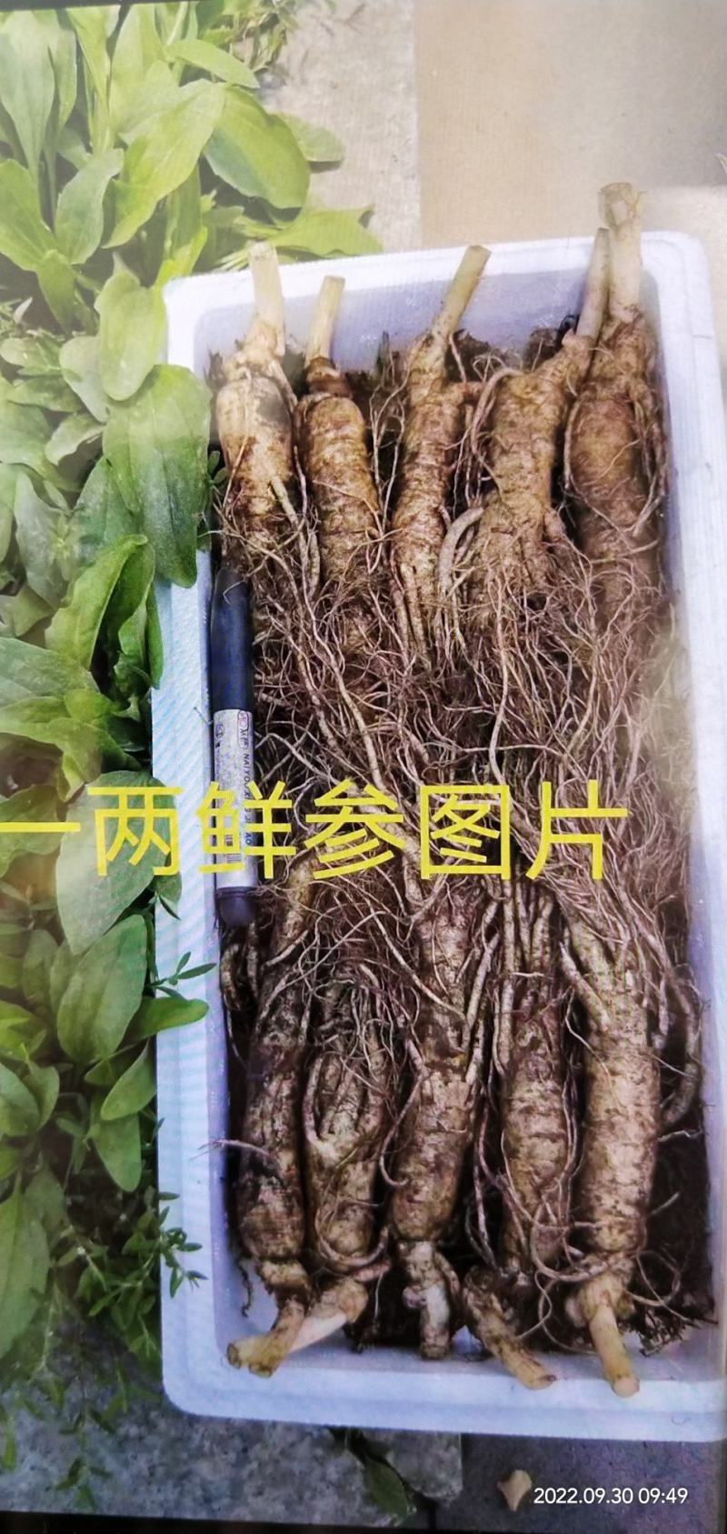 十一特惠鲜参自家起货