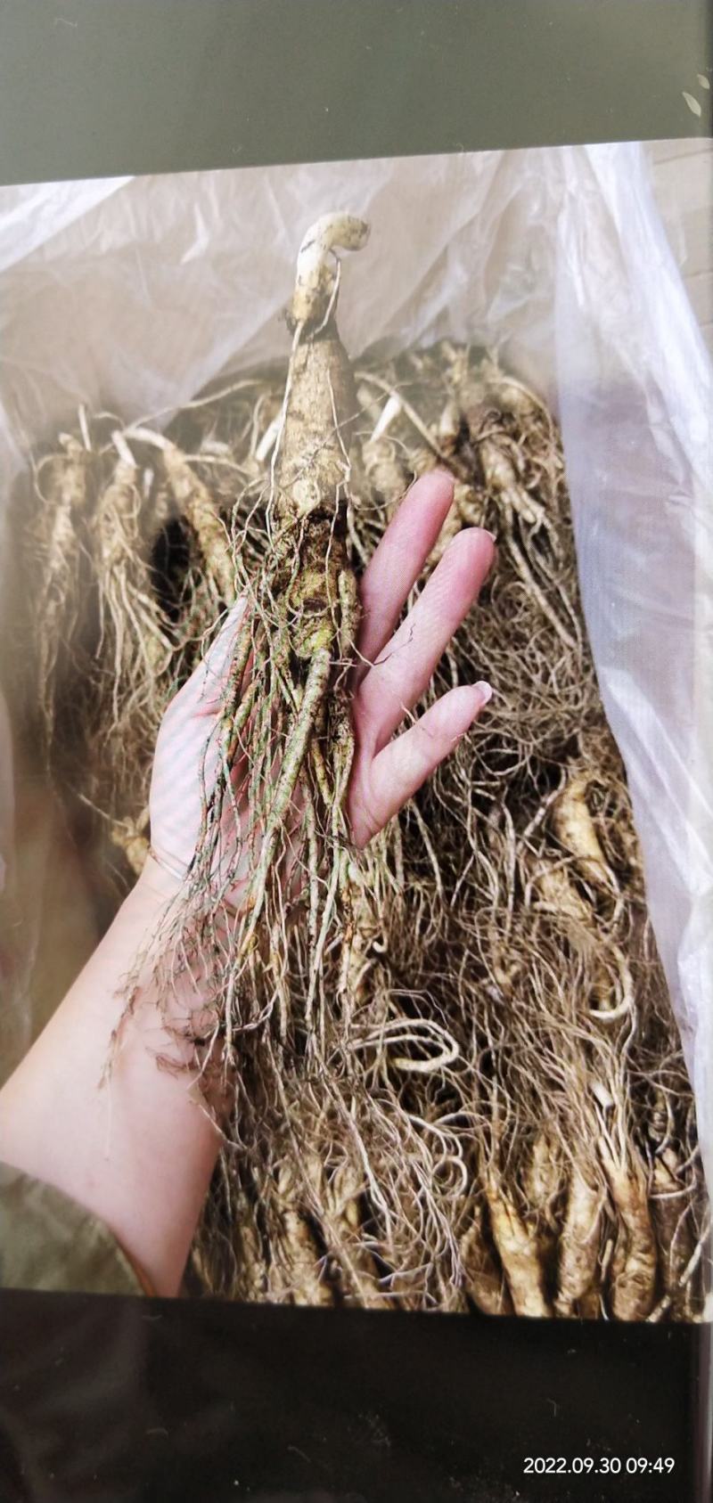 十一特惠鲜参自家起货