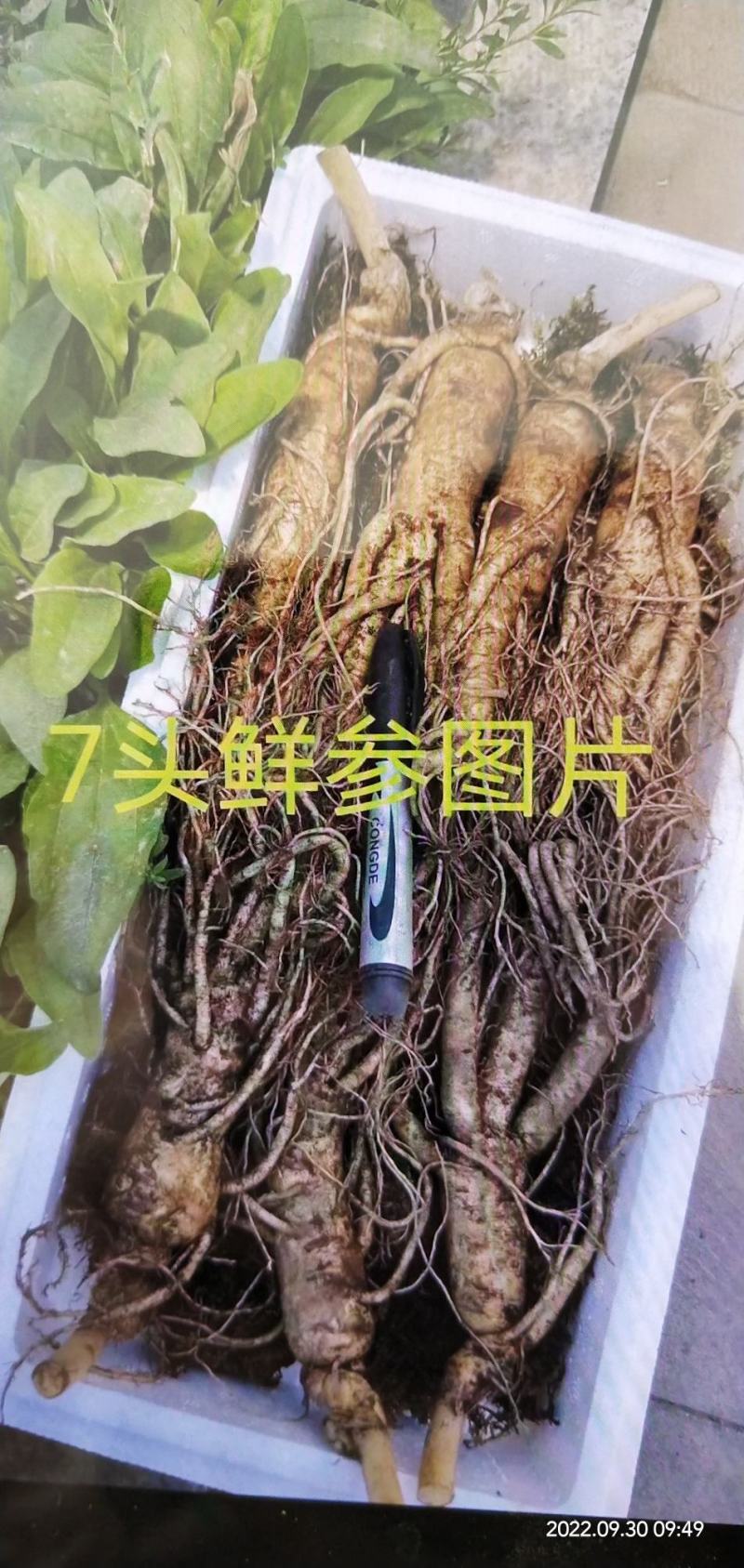 十一特惠鲜参自家起货