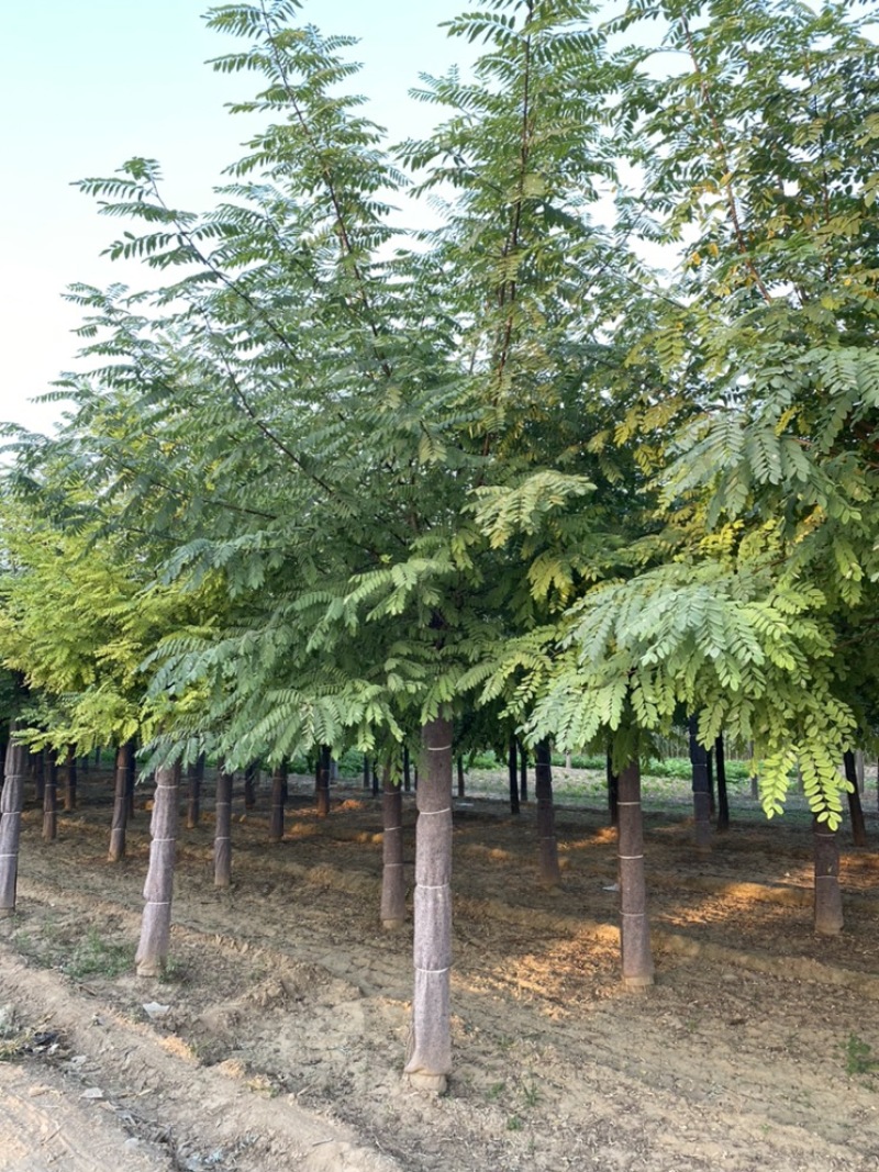 苗圃出售15公分，16公分，17公分，18公分刺槐！