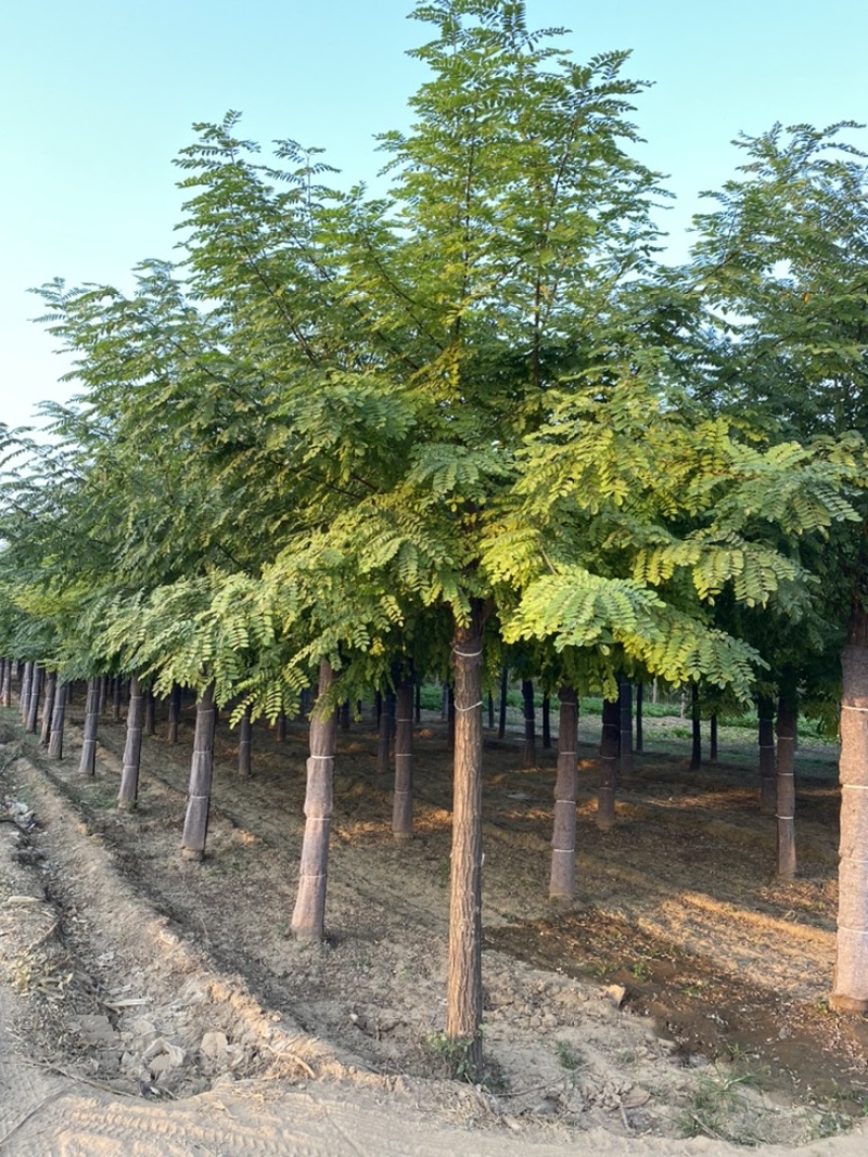 苗圃出售15公分，16公分，17公分，18公分刺槐！