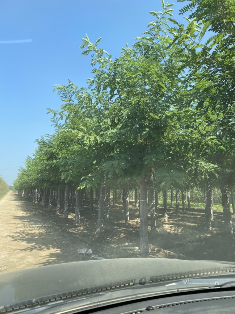 苗圃出售15公分，16公分，17公分，18公分刺槐！