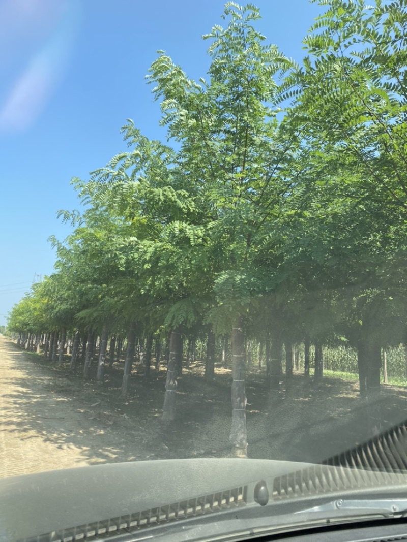 苗圃出售15公分，16公分，17公分，18公分刺槐！