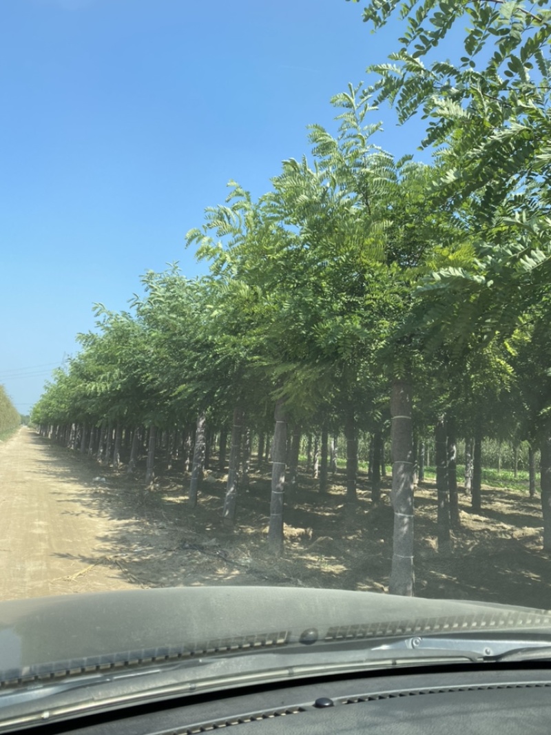 苗圃出售15公分，16公分，17公分，18公分刺槐！