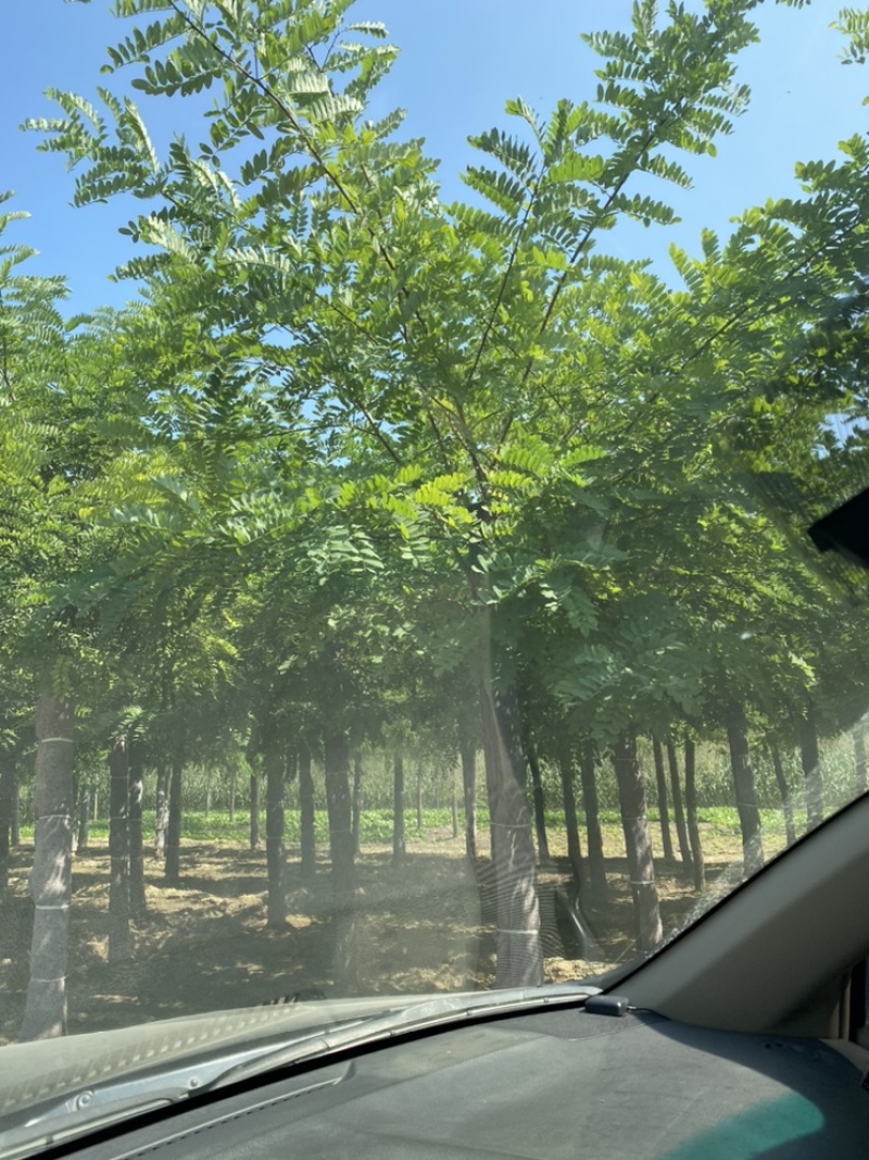 苗圃出售15公分，16公分，17公分，18公分刺槐！