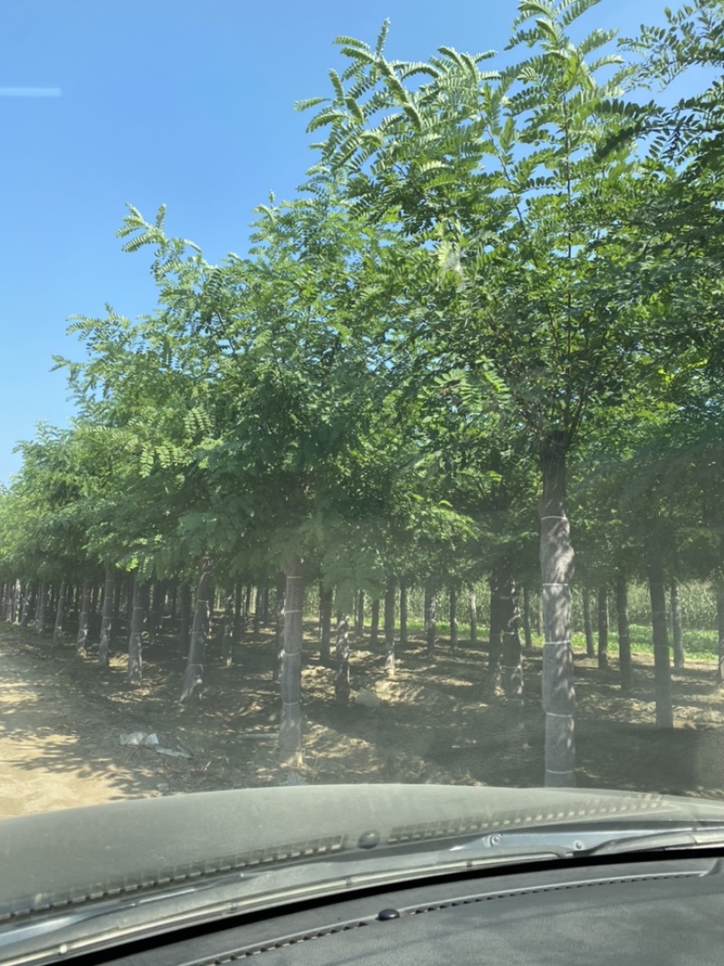 苗圃出售15公分，16公分，17公分，18公分刺槐！