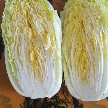 精品黄心大白菜,产地直供,量大从优,支持整车欢迎订购