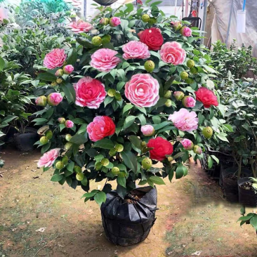 五色赤丹香水茶花盆栽庭院阳台观赏耐寒花卉山茶花国民年