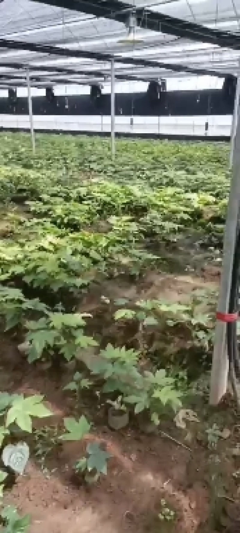 八角金盘，基地一手货源，欢迎新老客户咨询订购！量大从优！