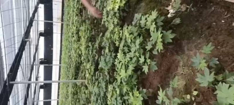 八角金盘，基地一手货源，欢迎新老客户咨询订购！量大从优！