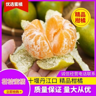 【精选】丹江口市柑橘原产地大丰收欢迎各地老板咨询下单蜜橘
