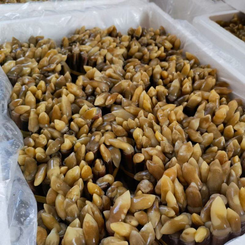 圣子螺，生猛，活冻，应有尽有，全国发货，，，，，，，，，
