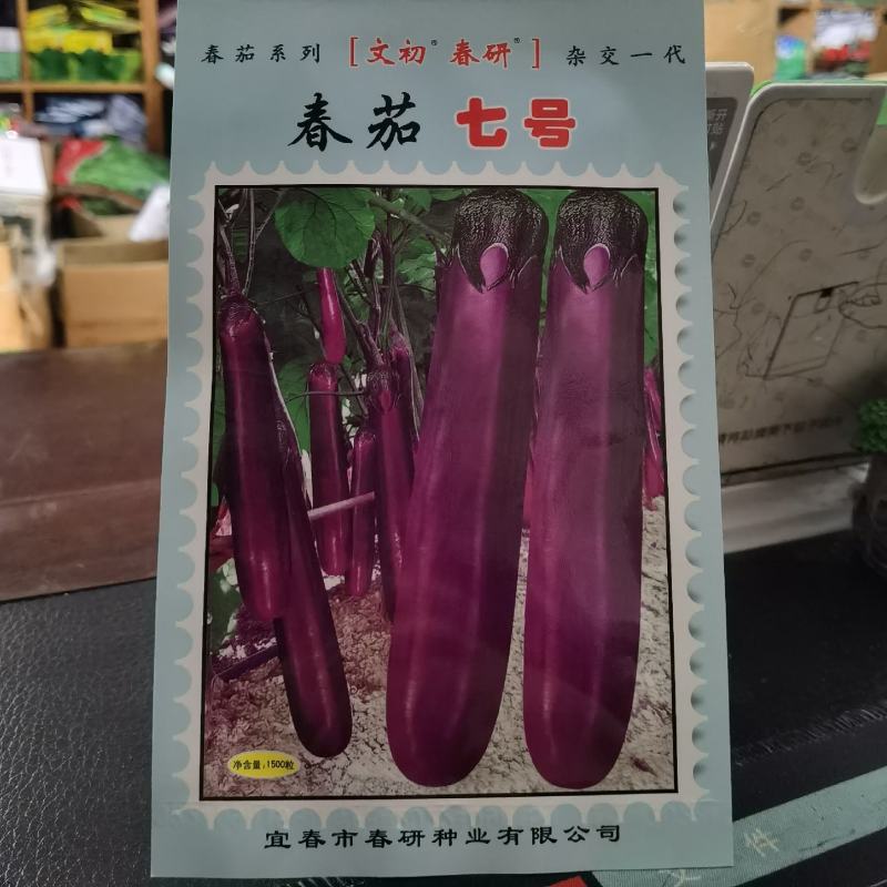 文初春茄七号一代杂交长茄种子茄子种子农户大面积种植