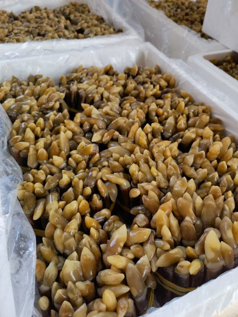 圣子螺，生猛，活冻，应有尽有，全国发货，，，，，，，，，