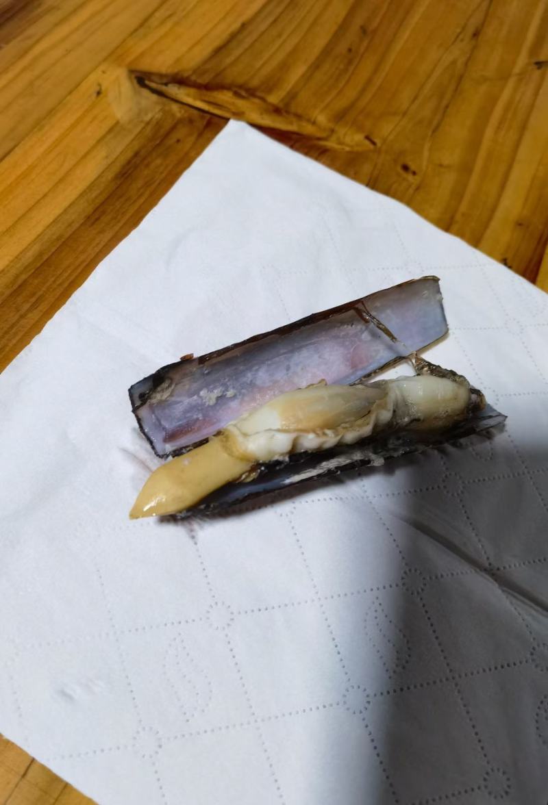 圣子螺，生猛，活冻，应有尽有，全国发货，，，，，，，，，