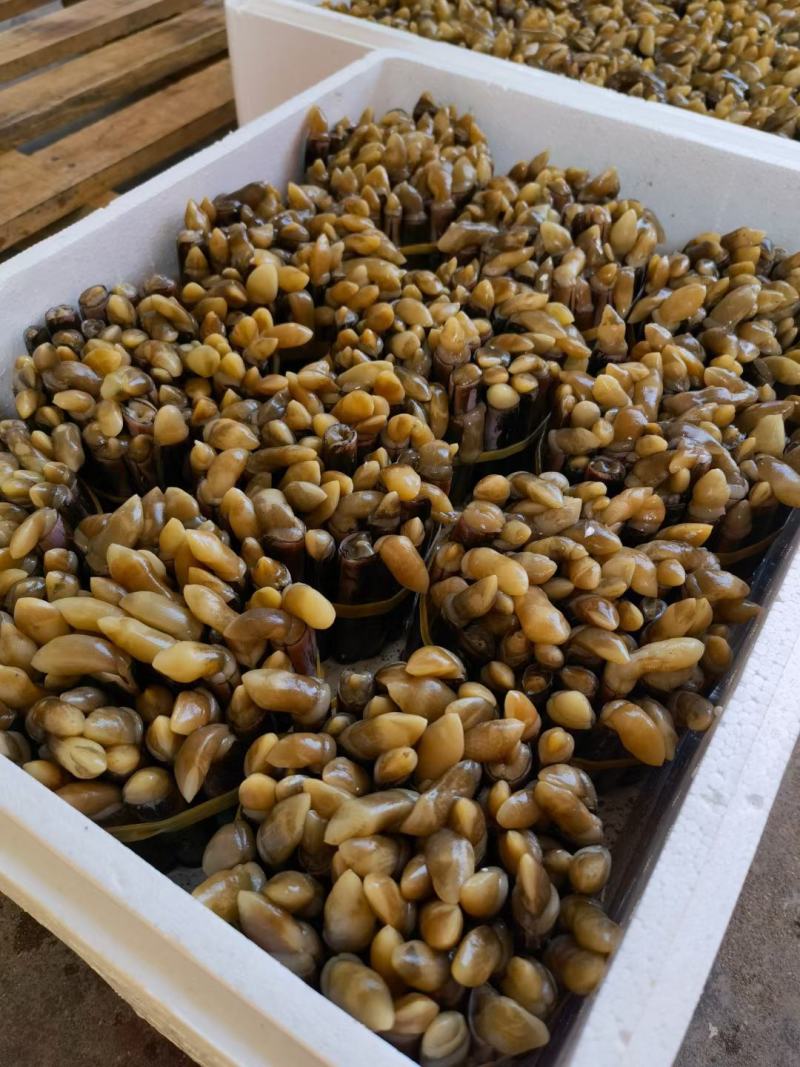 圣子螺，生猛，活冻，应有尽有，全国发货，，，，，，，，，