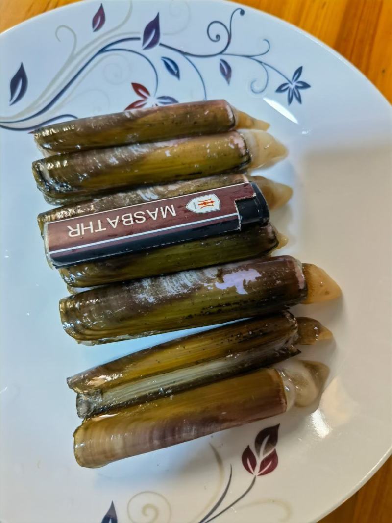 圣子螺，生猛，活冻，应有尽有，全国发货，，，，，，，，，