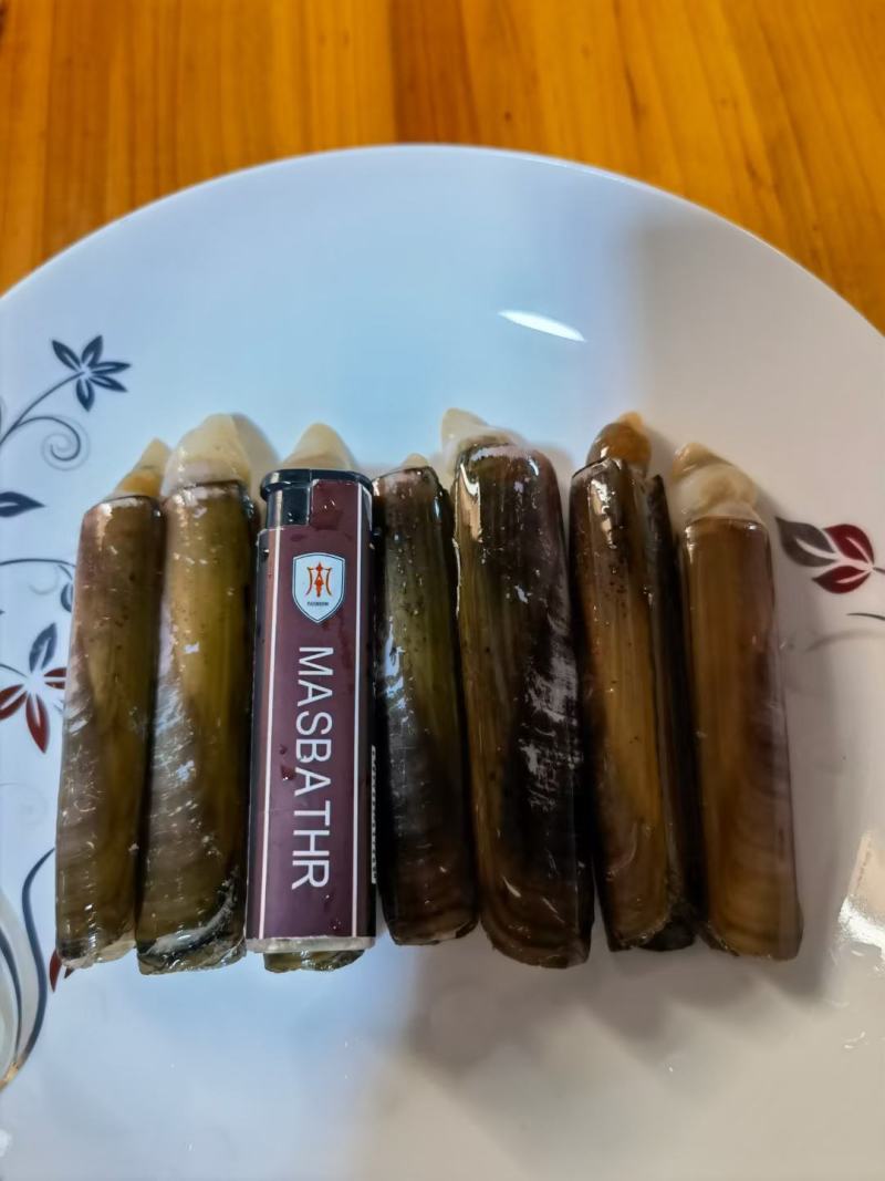 圣子螺，生猛，活冻，应有尽有，全国发货，，，，，，，，，