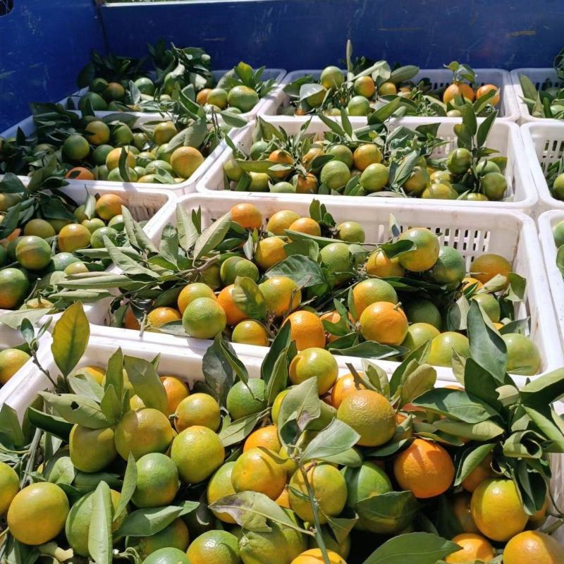 精品柑橘丹江口库区精品早熟蜜橘已经上市量大