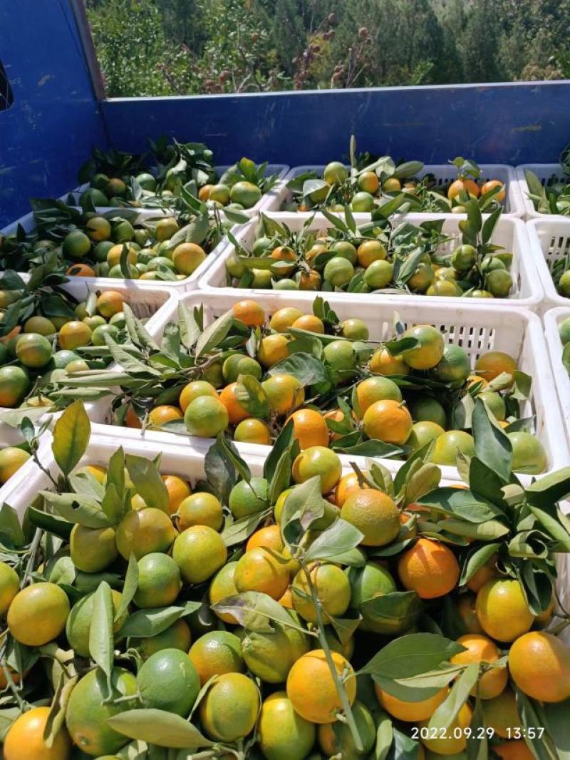 精品柑橘丹江口库区精品早熟蜜橘已经上市量大
