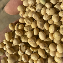安徽大豆蛋白高水份好价格，正压比重带选净粮