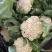 陕西省三原县精品有机散花白面青梗散花菜上市，松花菜