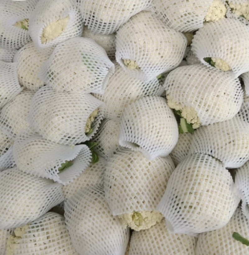 陕西省三原县精品有机散花白面青梗散花菜上市，松花菜