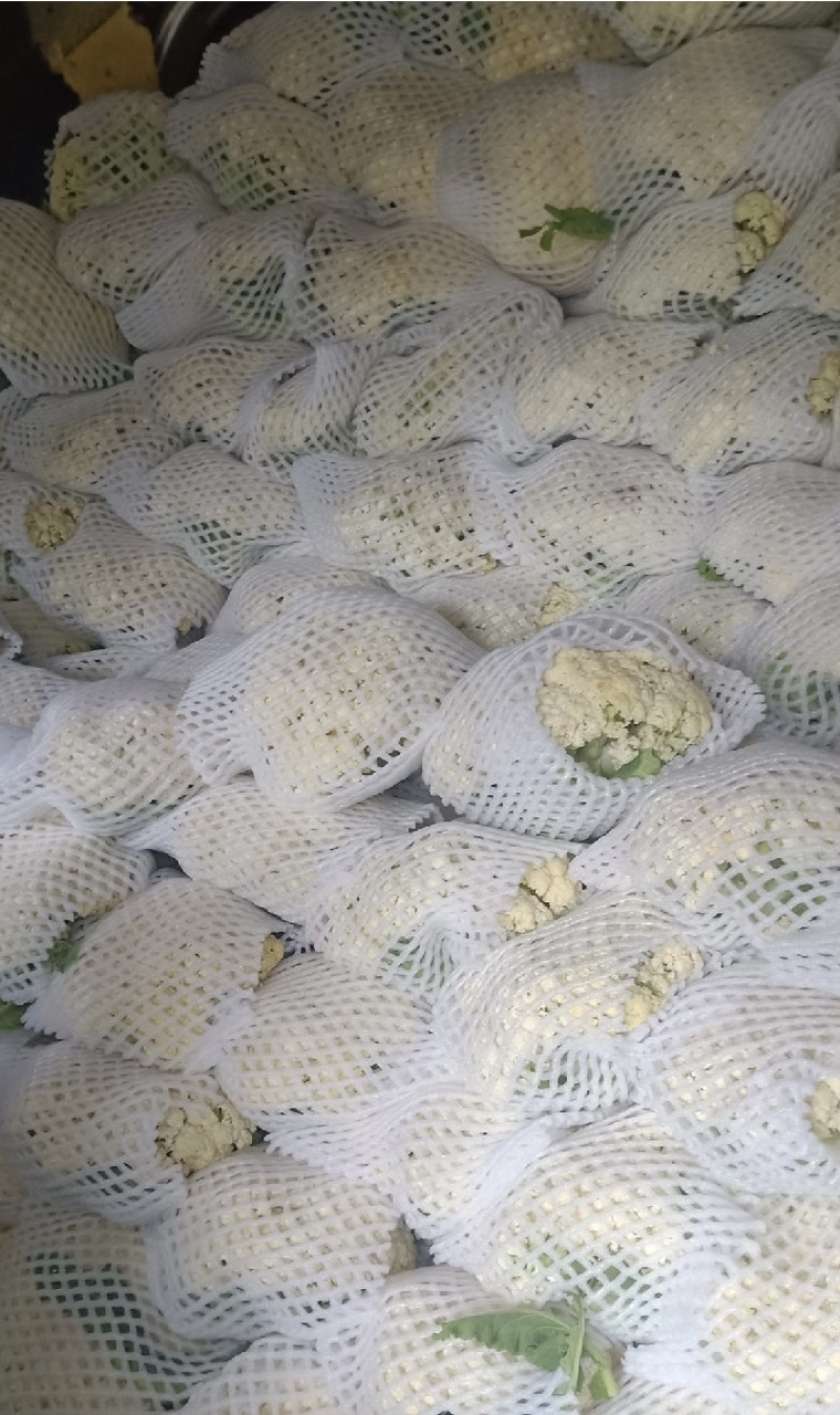 陕西省三原县精品有机散花白面青梗散花菜上市，松花菜