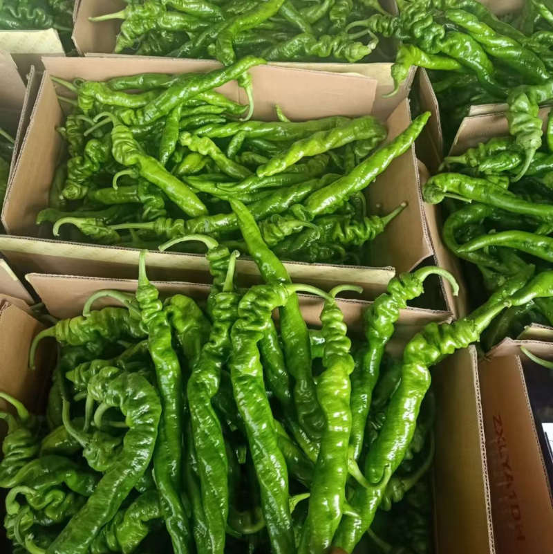 河南夏邑精品螺丝椒，陇椒，线椒鲜辣椒基地直发
