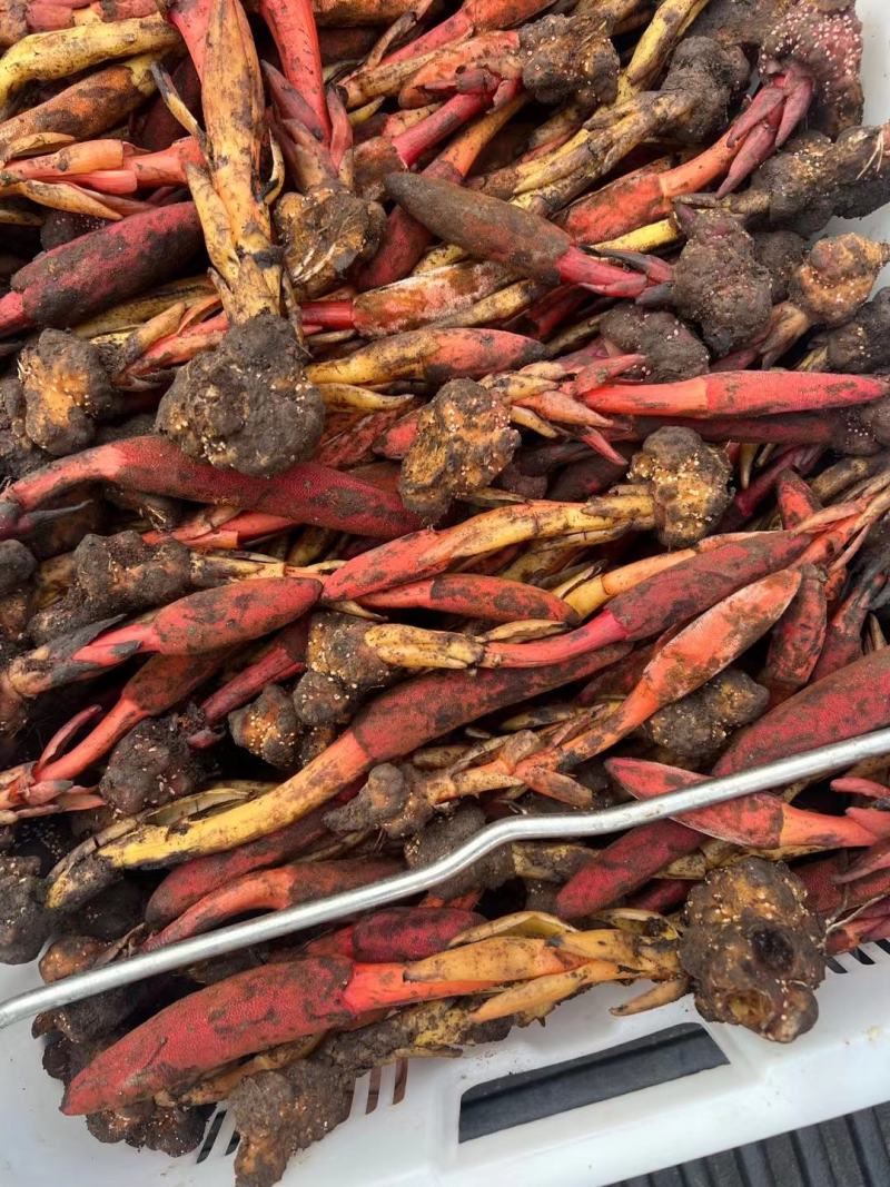 回春草新货干货量大议价一手货源