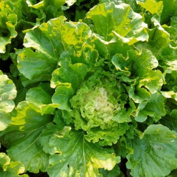 大白菜秋季大白菜秋季黄心高装菜