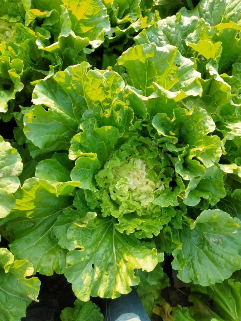 大白菜秋季大白菜秋季黄心高装菜