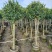 高杆含笑5～8公分，袋苗