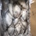 墨鱼大墨鱼也门不泡水墨鱼船冻墨鱼厚肉大墨鱼