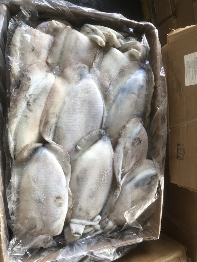 墨鱼大墨鱼也门不泡水墨鱼船冻墨鱼厚肉大墨鱼