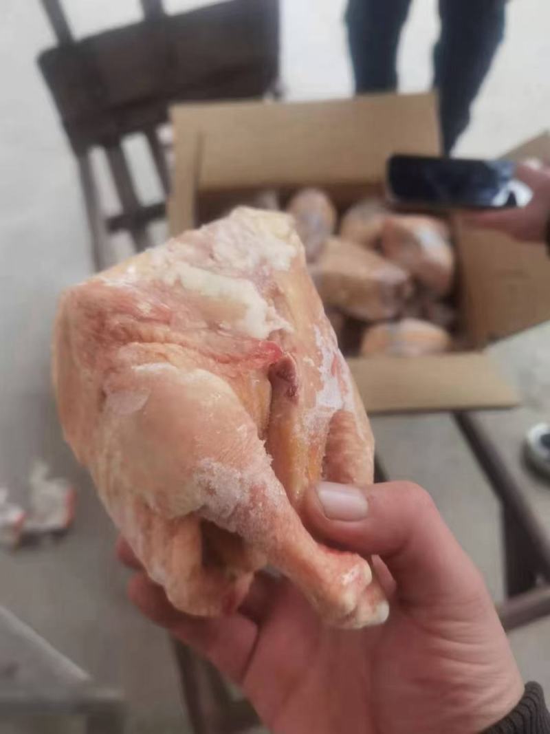 28只西装鸡，超低价出售