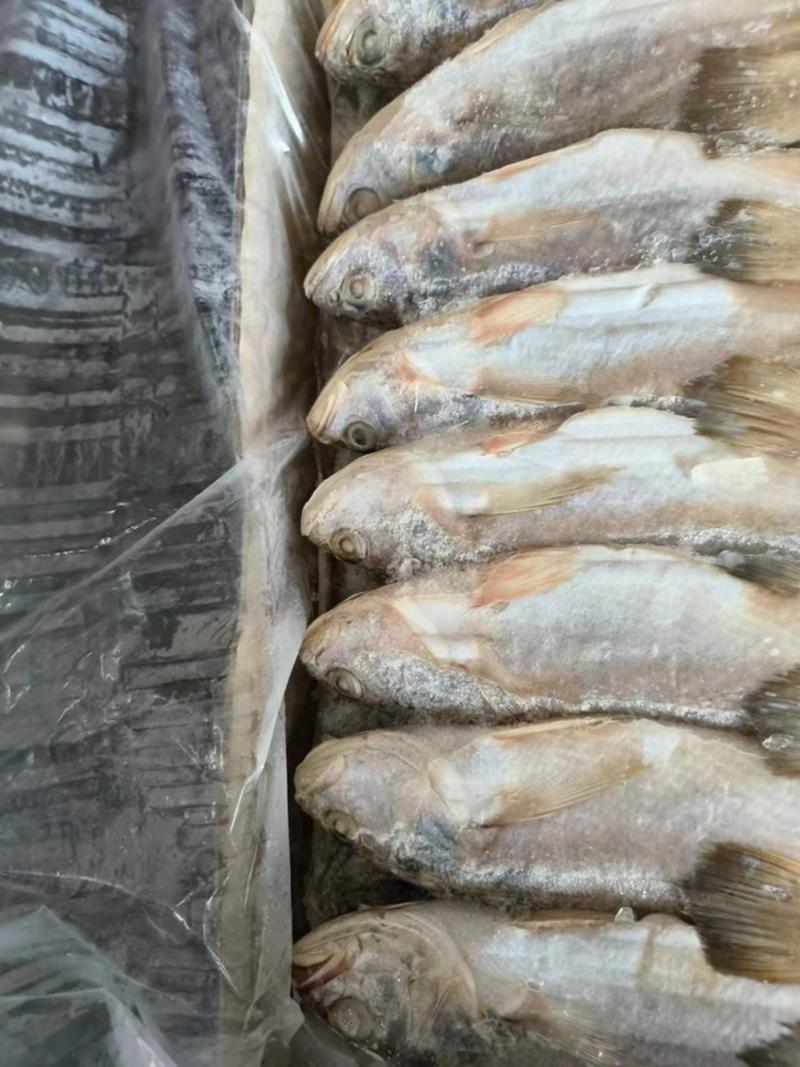 白菇鱼印度路冻白菇鱼小白菇鱼三牙鱼白姑鱼
