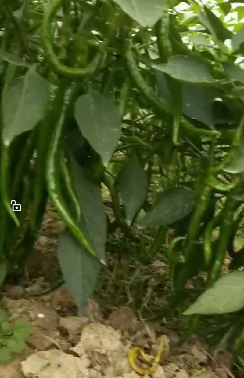 文初春研神龙线椒种子中早熟粗长条皮薄肉脆浓辣辣椒种子