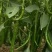 文初春研神龙线椒种子中早熟粗长条皮薄肉脆浓辣辣椒种子