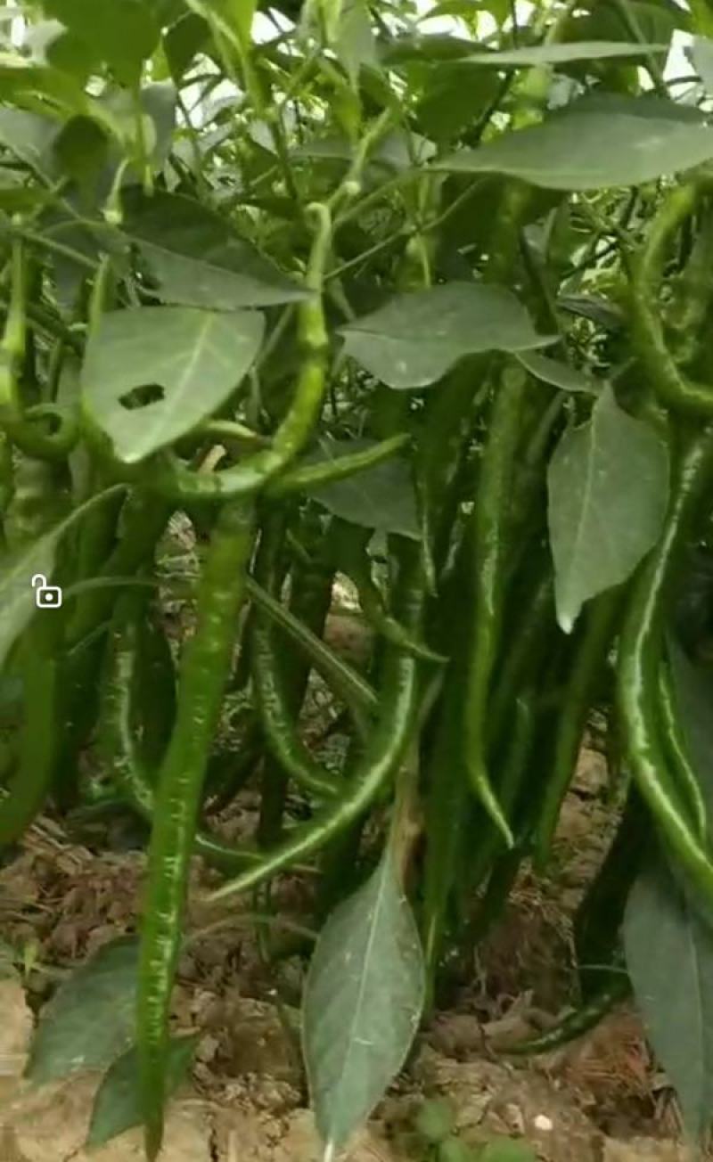 文初春研神龙线椒种子中早熟粗长条皮薄肉脆浓辣辣椒种子