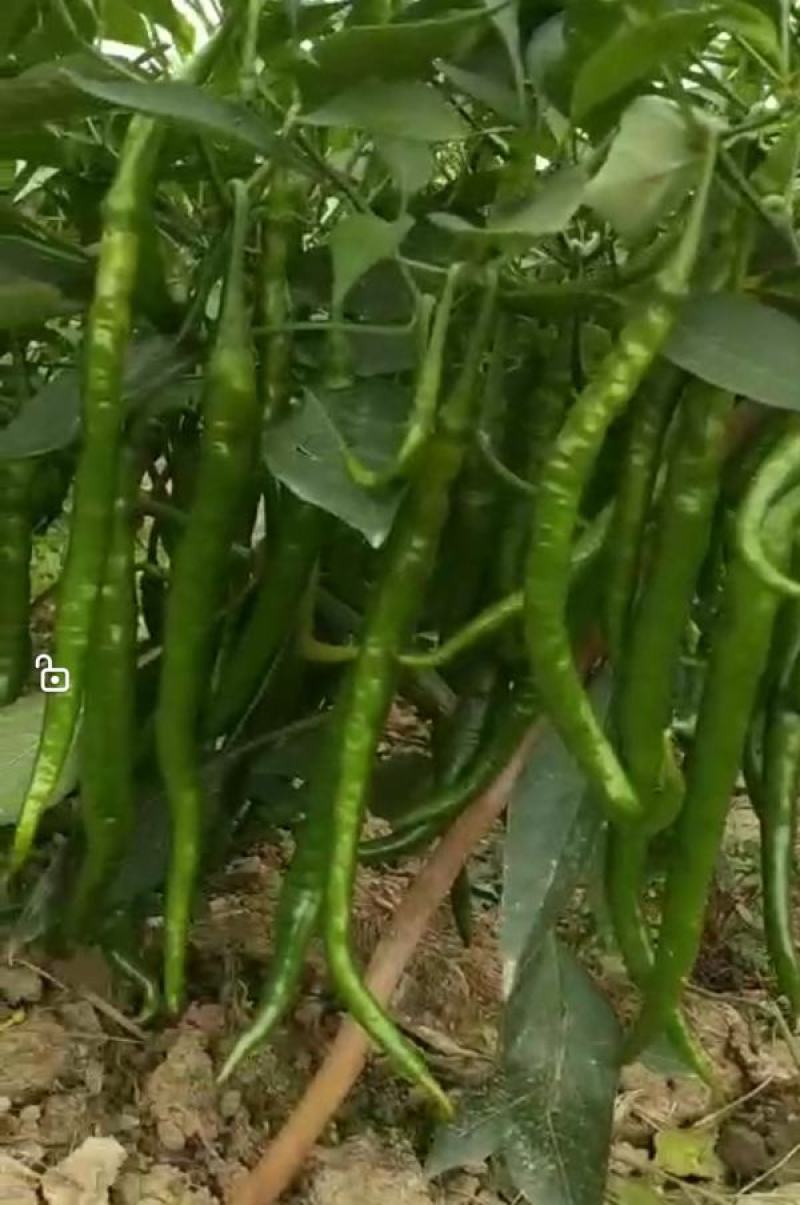 文初春研神龙线椒种子中早熟粗长条皮薄肉脆浓辣辣椒种子