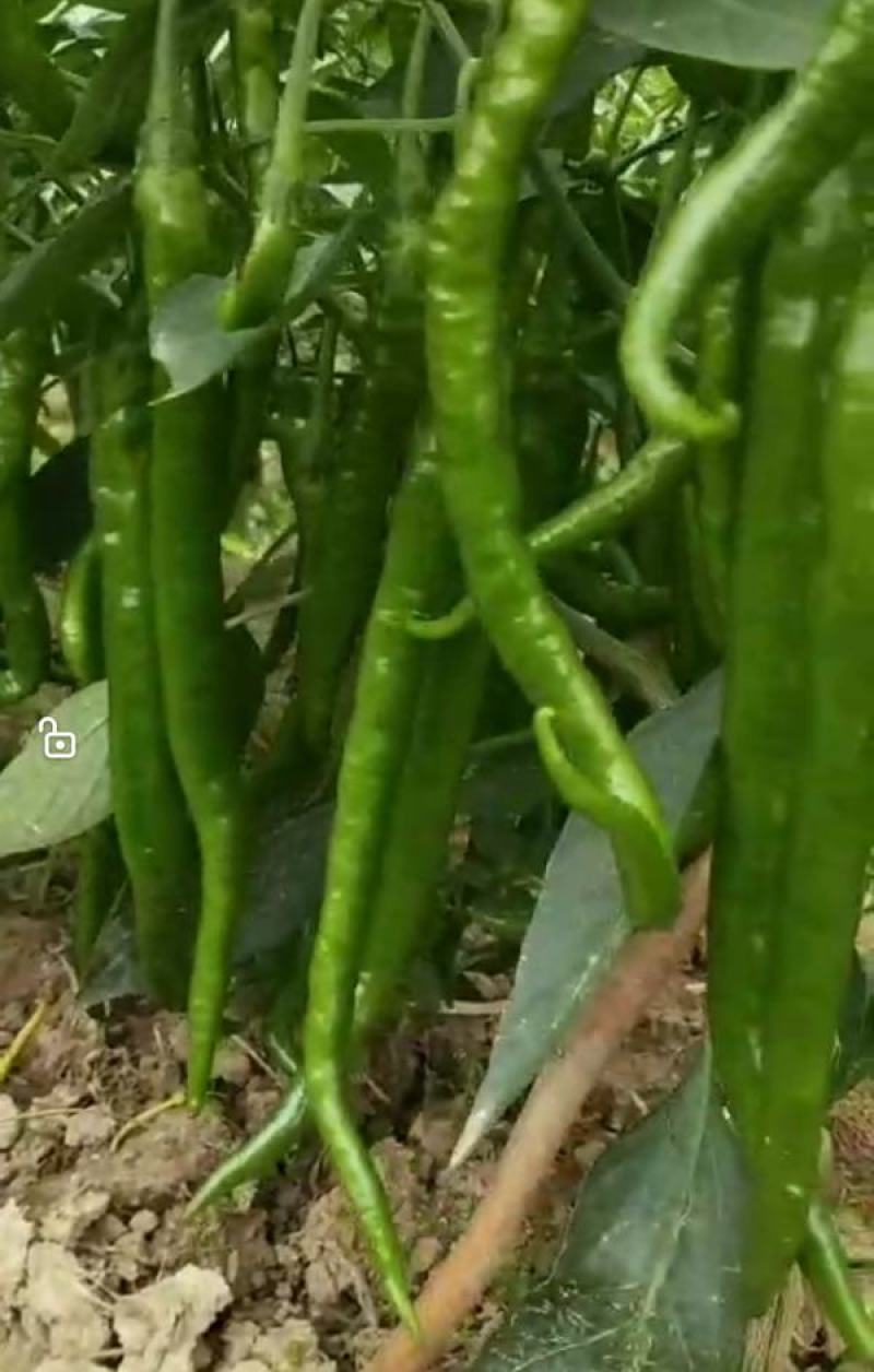 文初春研神龙线椒种子中早熟粗长条皮薄肉脆浓辣辣椒种子