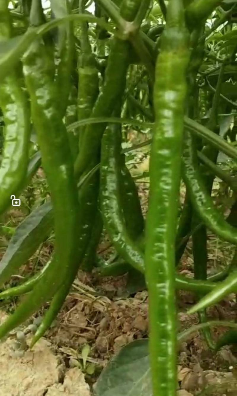 文初春研神龙线椒种子中早熟粗长条皮薄肉脆浓辣辣椒种子