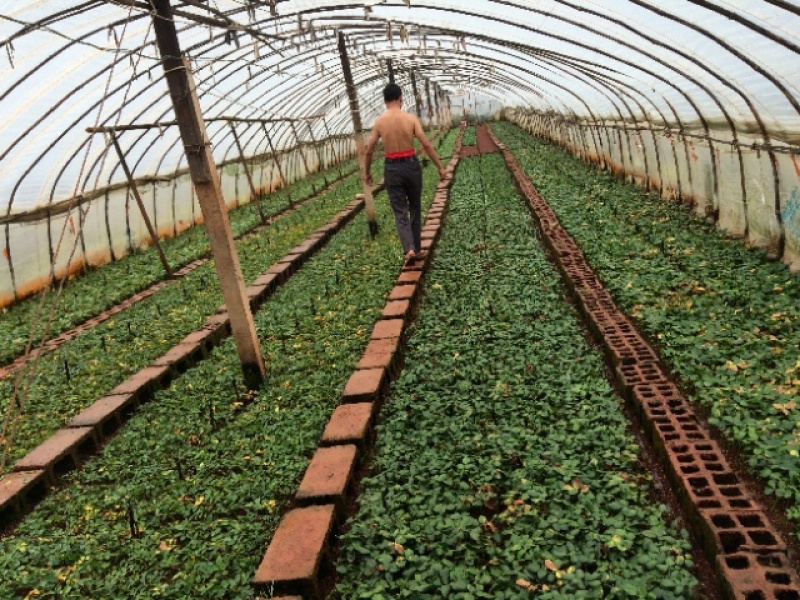 基地直供白色系【骄傲】月季小苗大花四季开花庭院阳台室内外
