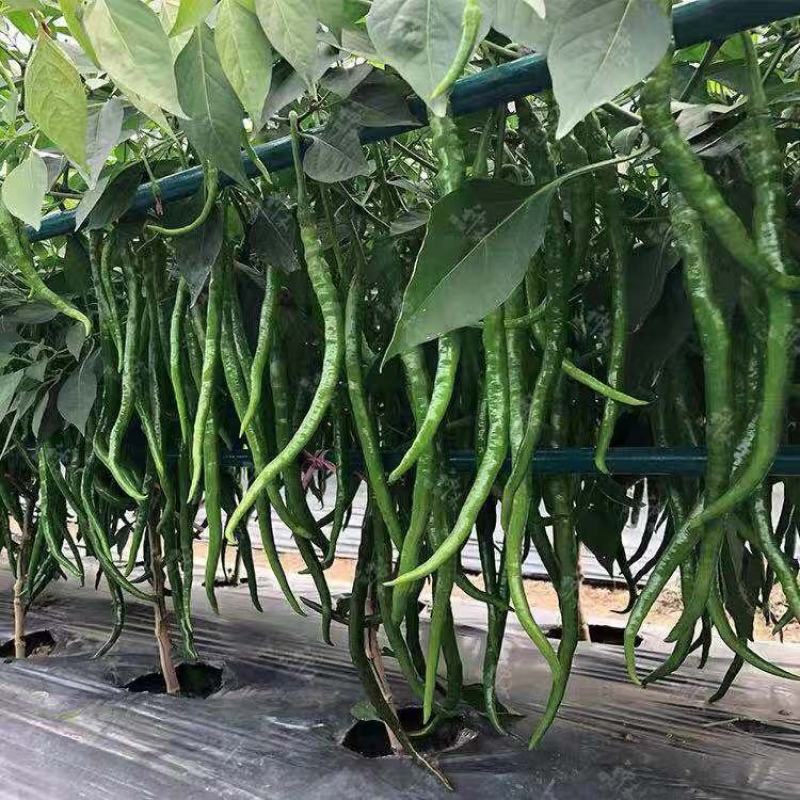 卡其加长黑线线椒种子不易死苗节节有果，辣度强加工型辣椒