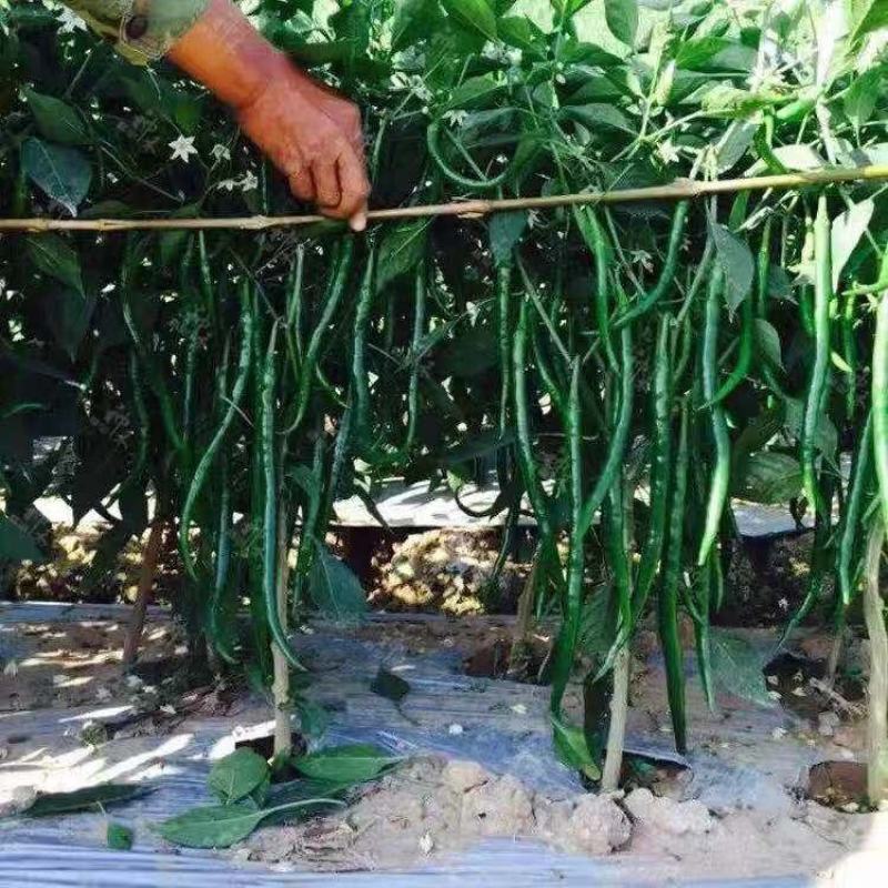 卡其加长黑线线椒种子不易死苗节节有果，辣度强加工型辣椒